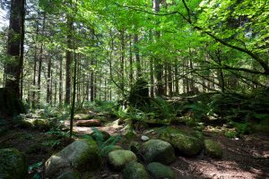 Lynn Valley-North Vancouver